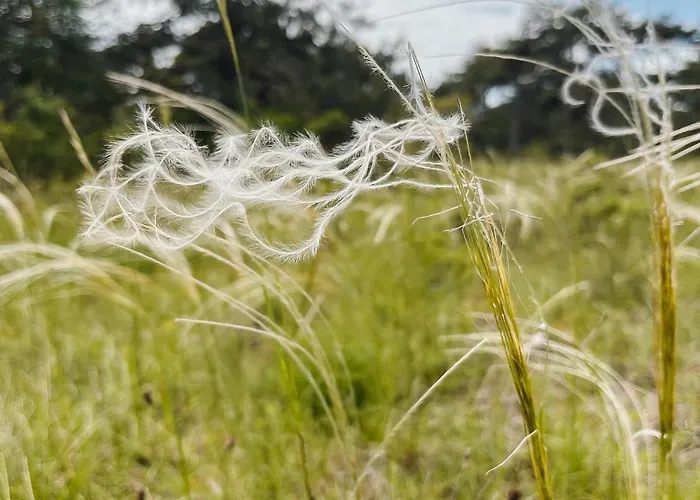 Lino Delle Fate Eco Bibione