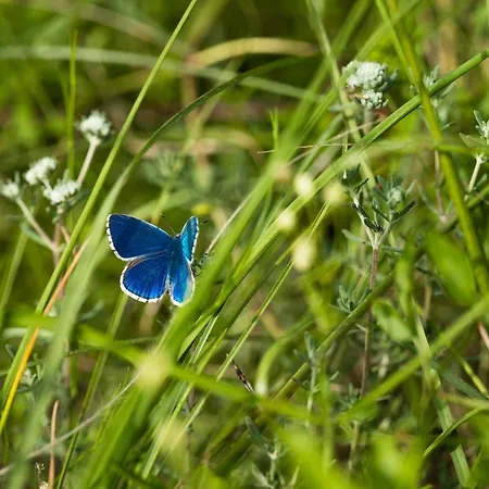 Lino Delle Fate Eco 4*