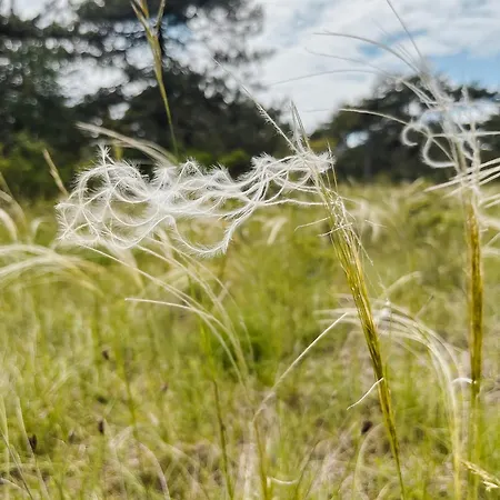 Lino Delle Fate Eco Bibione