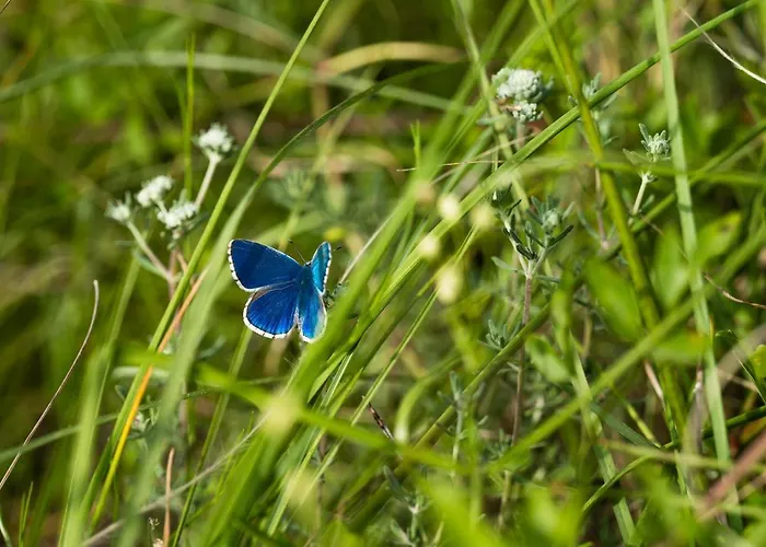 Lino Delle Fate Eco 4*